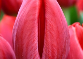 Tulipa Red Baron ® (4)